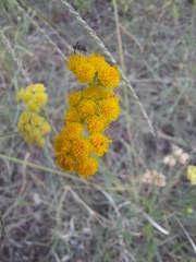Nidorella resedifolia