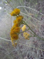 Nidorella resedifolia