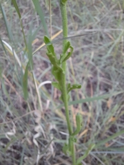 Nidorella resedifolia