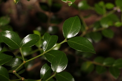 Psydrax odorata odorata