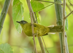Olive-Headed Greenbul photo 3