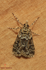 Eudonia lineola