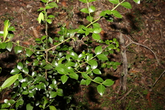 Psydrax odorata odorata