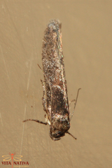 Blastobasis maroccanella