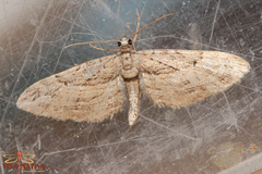 Eupithecia phoeniceata