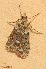 Eudonia lineola
