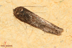 Blastobasis maroccanella
