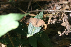 Cissia pseudoconfusa