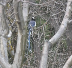 Urocissa flavirostris