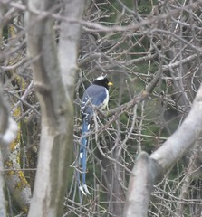 Urocissa flavirostris