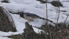 Urocissa flavirostris