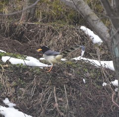 Urocissa flavirostris