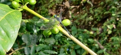 Hylaeothemis apicalis