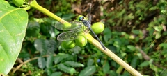 Hylaeothemis apicalis