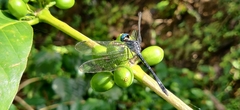 Hylaeothemis apicalis