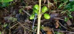 Hylaeothemis apicalis