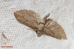 Eupithecia phoeniceata