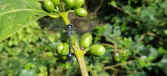 Hylaeothemis apicalis