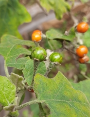 Solanum violaceum