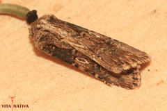Agrotis puta