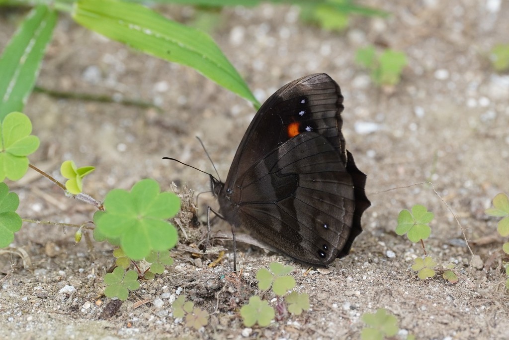 Pronophila orcus