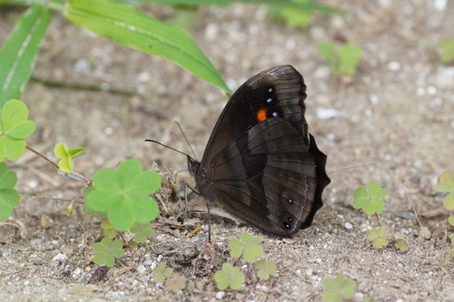 Pronophila orcus