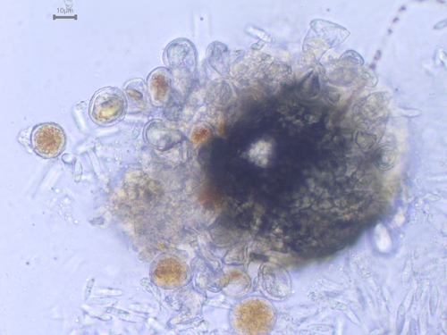 Sphaerellopsis filum observed 2022-01-28