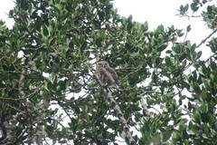 Glaucidium jardinii