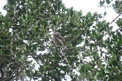 Glaucidium jardinii