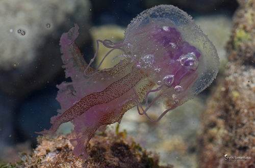 Mauve Stinger, Κρήτη, Ελλάδα, photo 8 of 10
