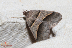 Perigune convergata