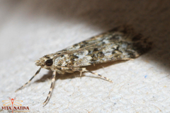 Eudonia lineola