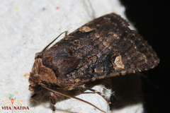Dryobota labecula