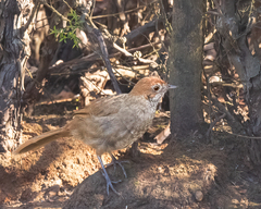 Dasyornis broadbenti