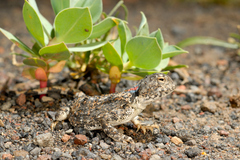 Phrynocephalus persicus horvathi