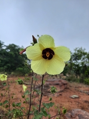 Hibiscus engleri