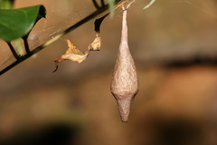 Ordgarius magnificus