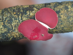 Phillipsia subpurpurea