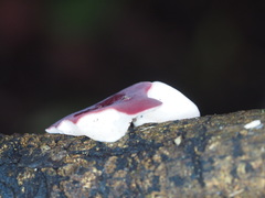 Phillipsia subpurpurea