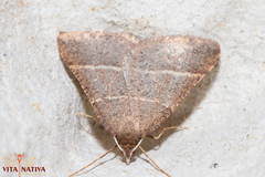 Perigune narbonea
