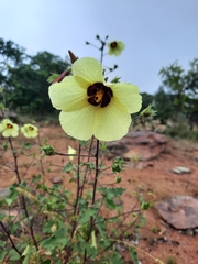 Hibiscus engleri