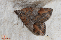 Chesias isabella