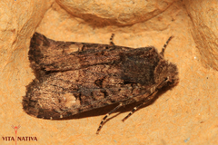 Dryobota labecula