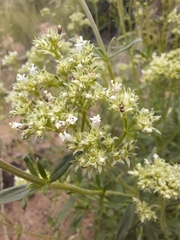 Agathisanthemum bojeri