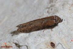 Blastobasis maroccanella