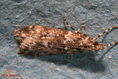Eudonia lineola