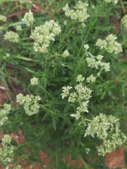 Agathisanthemum bojeri