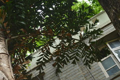Caryota urens