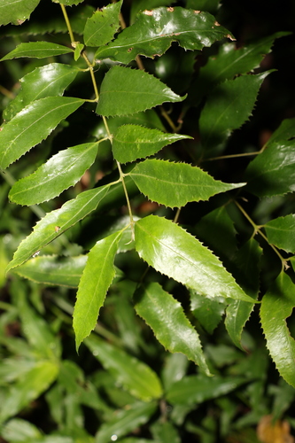 Image of Daphnandra apatela by (c) Greg Tasney, some rights reserved (CC BY-SA)