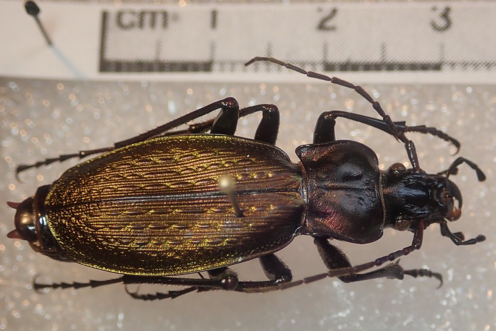 Carabus plasoni